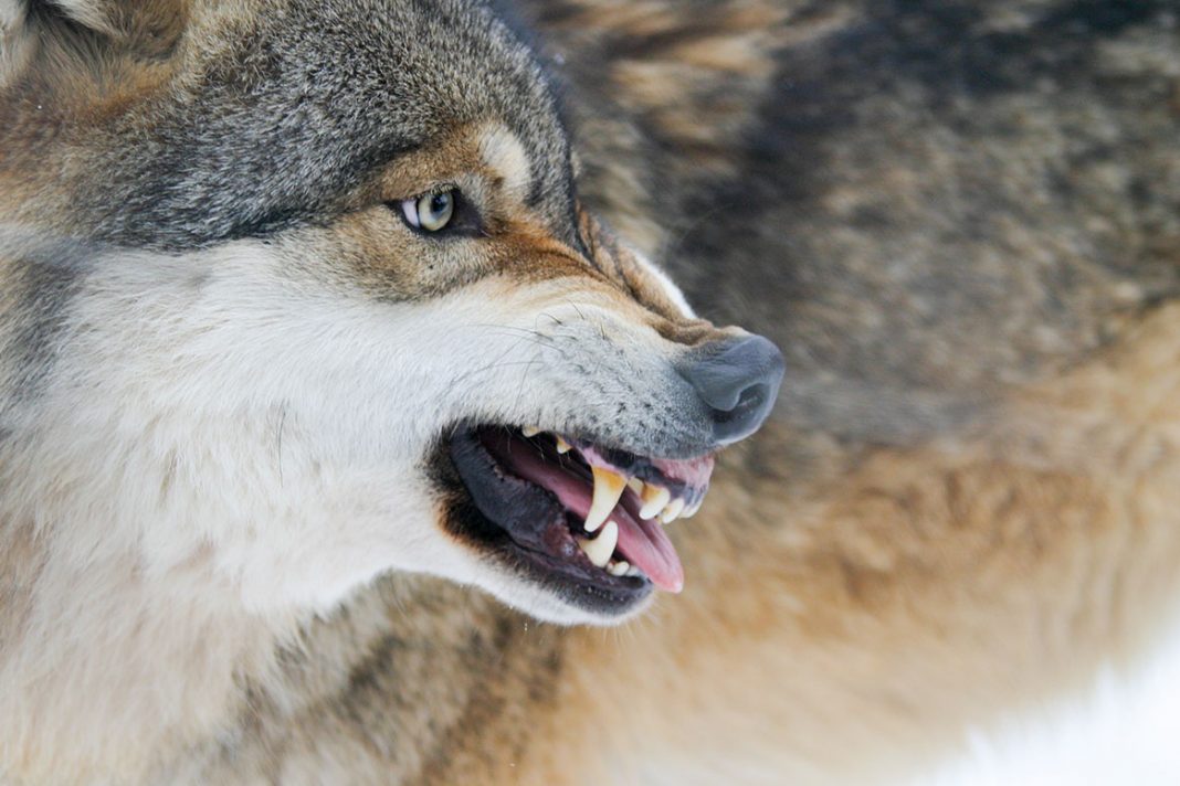 Fin du rêve sur le loup.