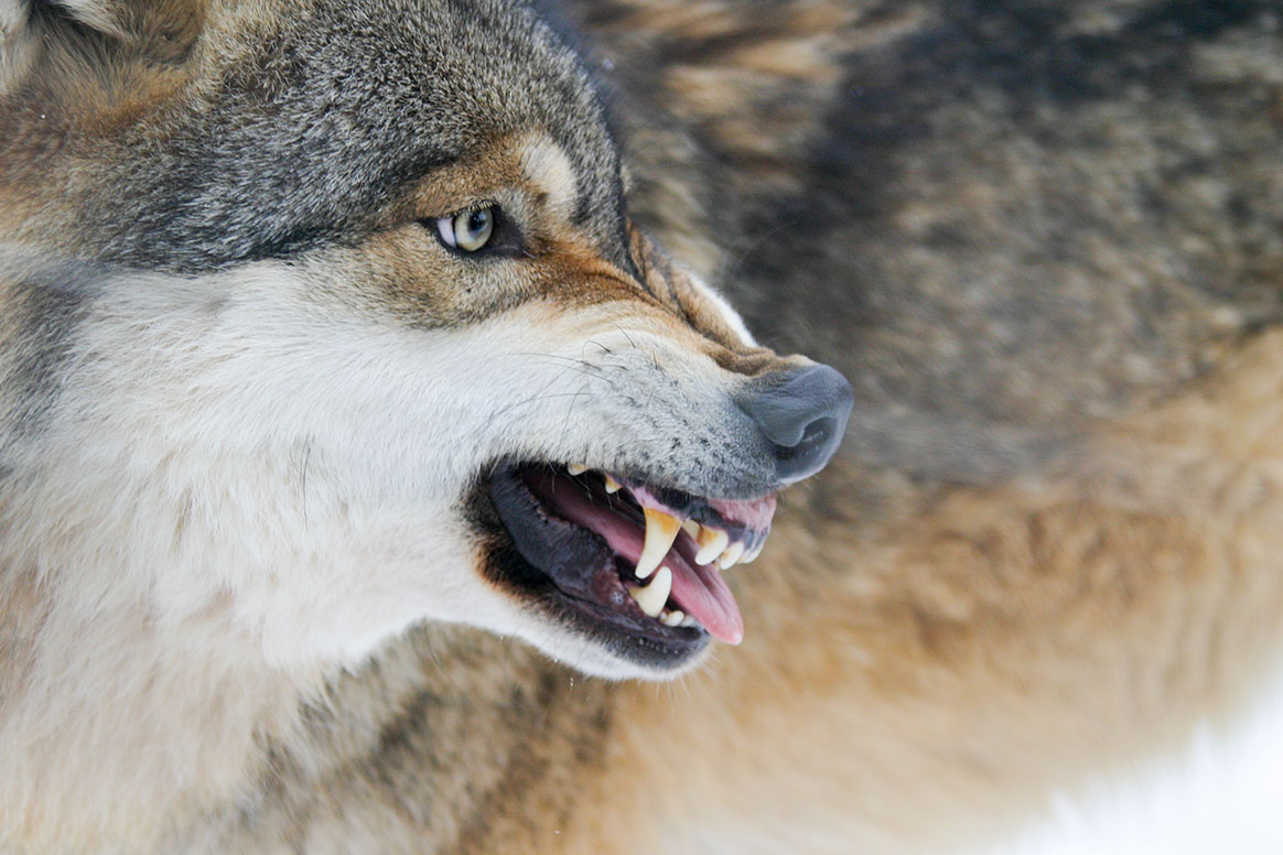 Deux hommes attaqués par les loups en Pologne : « la situation nécessite une réponse rapide »