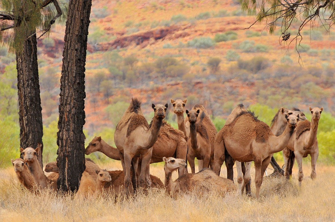 10 000 dromadaires vont être abattus en Australie