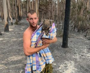 Un chasseur australien à la rescousse des koalas