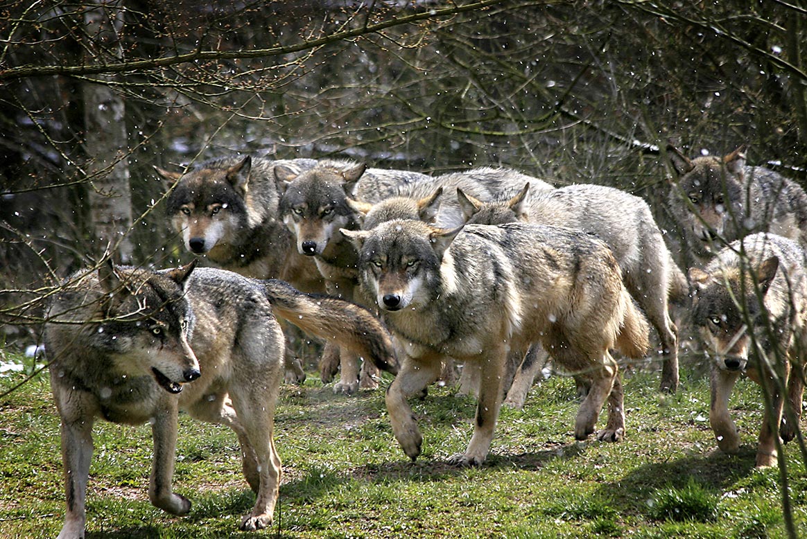 Comment est estimée la population des loups en France (vidéo)