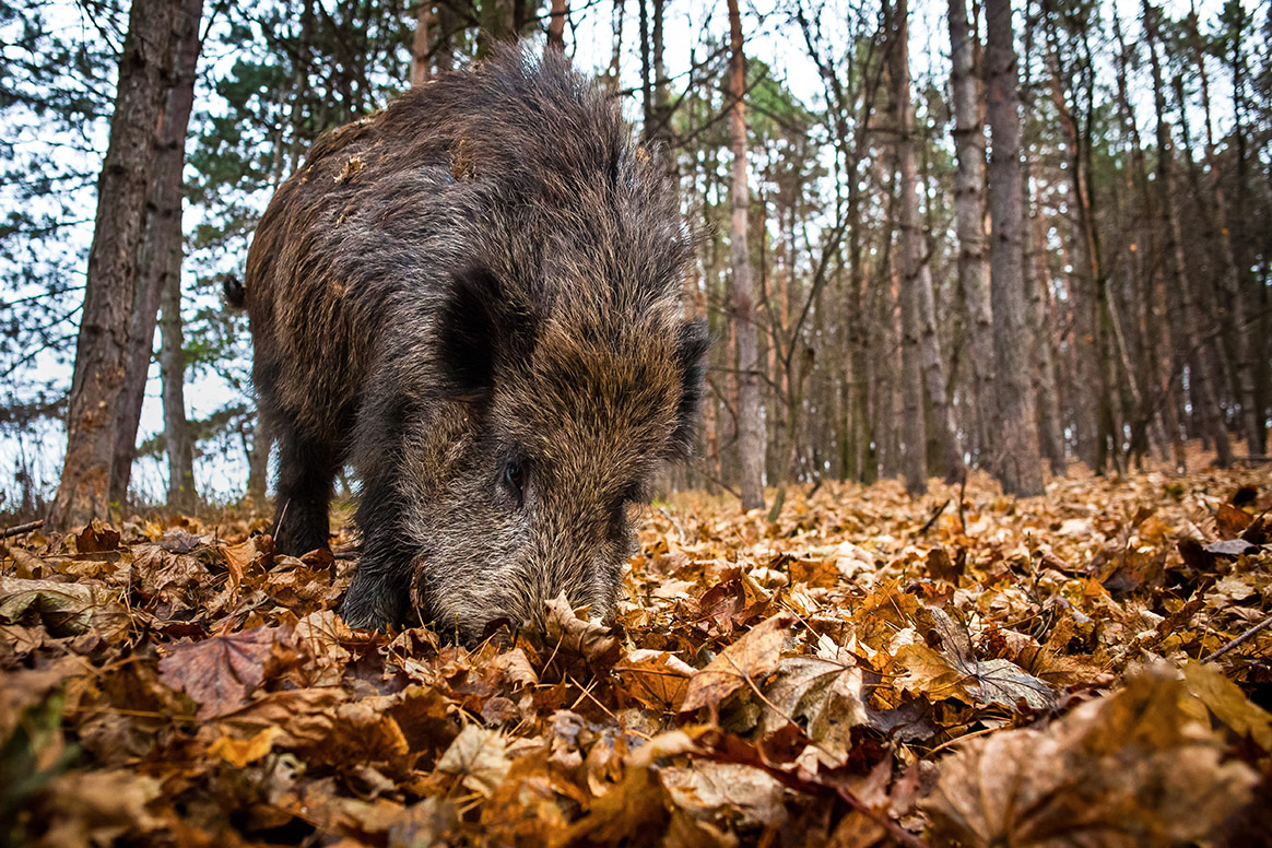 Le sanglier, dernier rempart de la chasse française ?