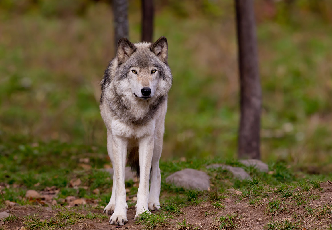 Un loup filmé pour la première fois dans la Sarthe