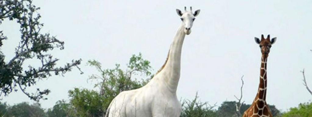 Kenya : l’unique femelle blanche et son girafon abattus par des braconniers