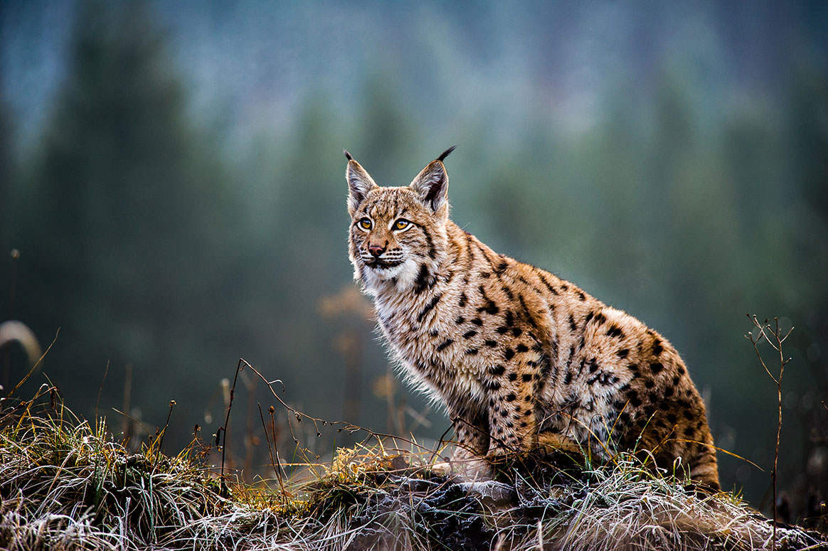 Deux lynx tués sur la route en Haute-Savoie en moins d’une semaine