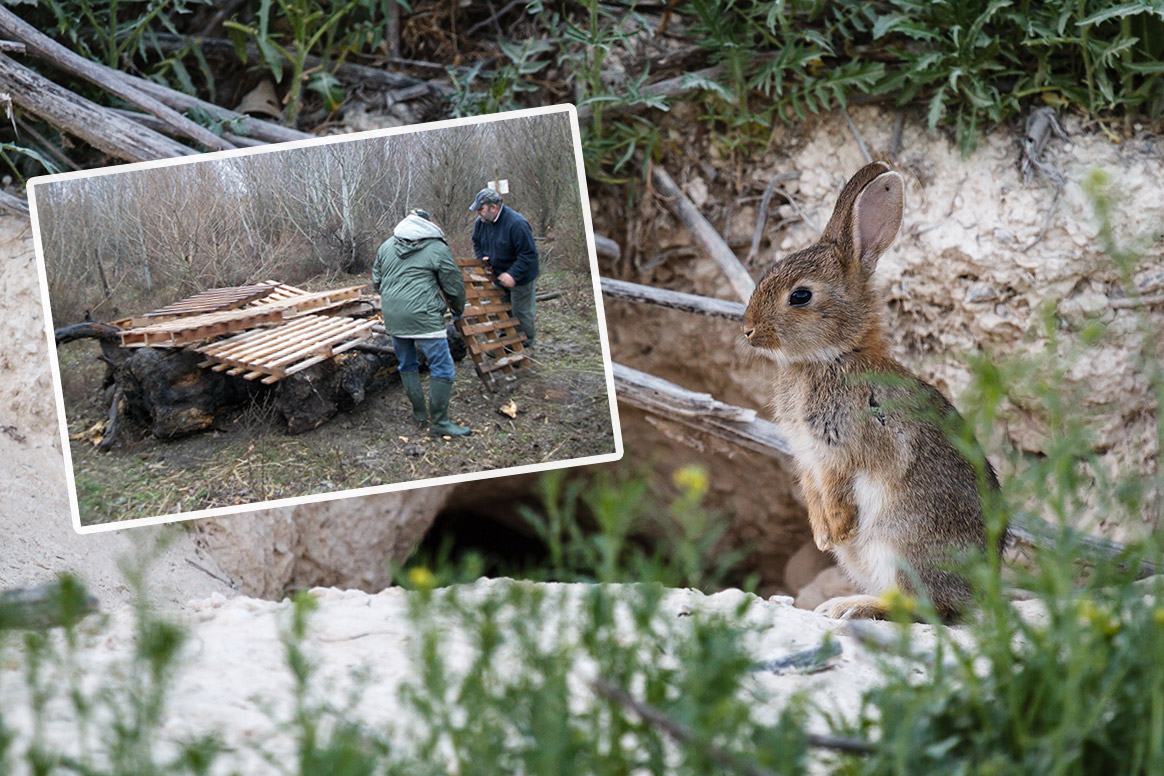 Lapin de Garenne : comment bien repeupler ?