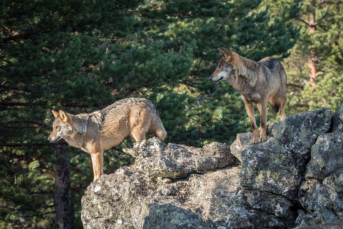 Loire-Atlantique : 2 loups volés dans un élevage