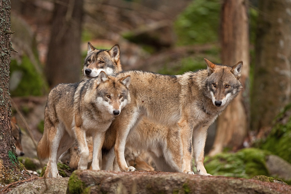 Des sentiers de randonnées interdits en Suisse à cause du loup