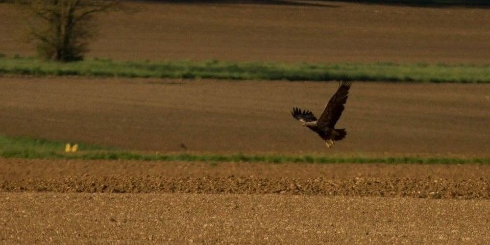 Un aigle impérial aperçu en Charente
