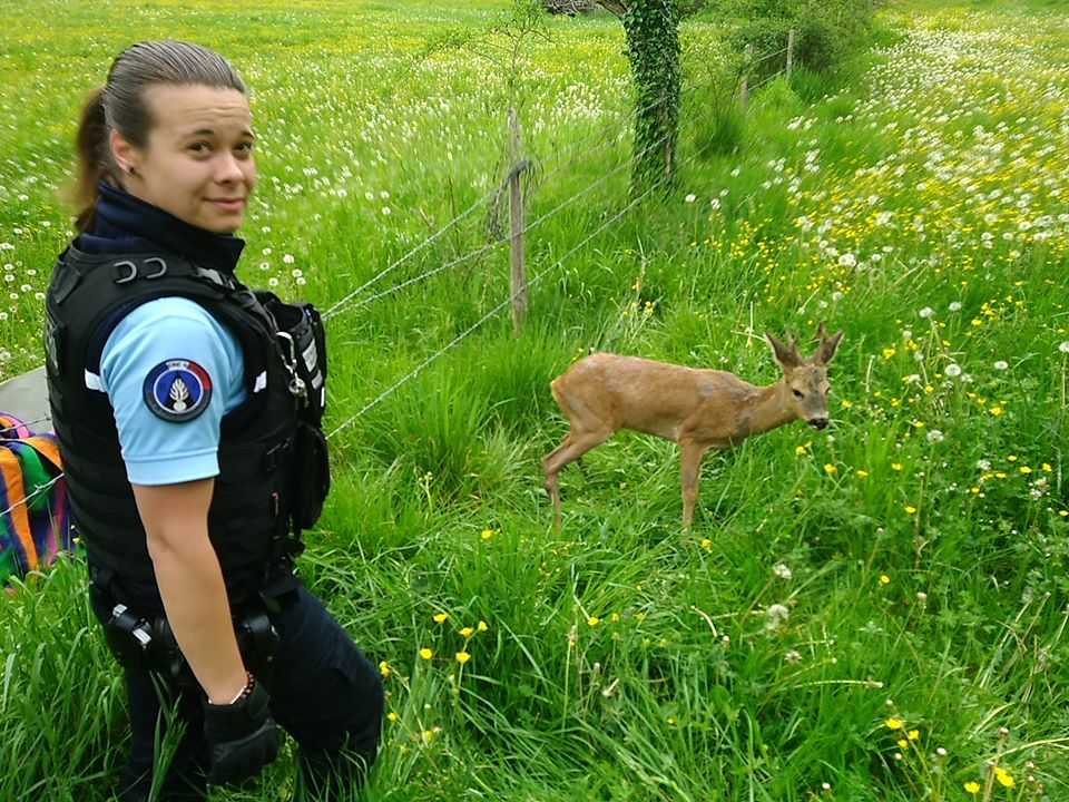 Un chevreuil sauvé par les gendarmes dans le Lot