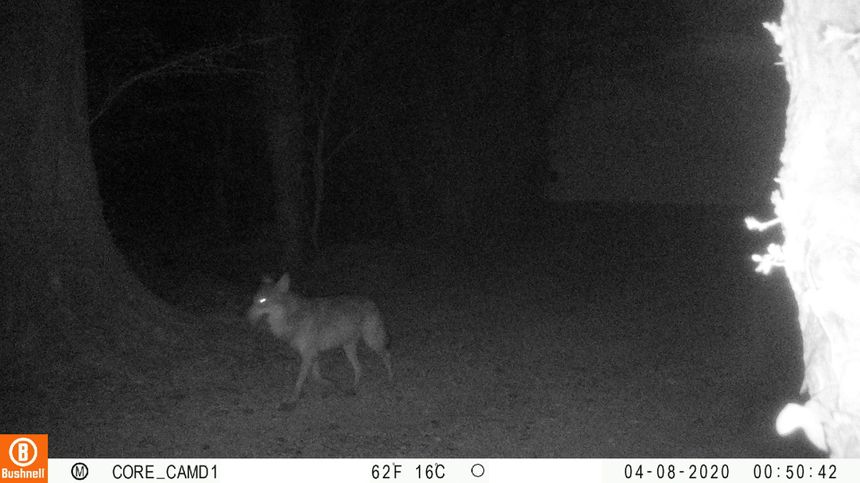 Le loup est de retour en Normandie après 1 siècle d’absence !