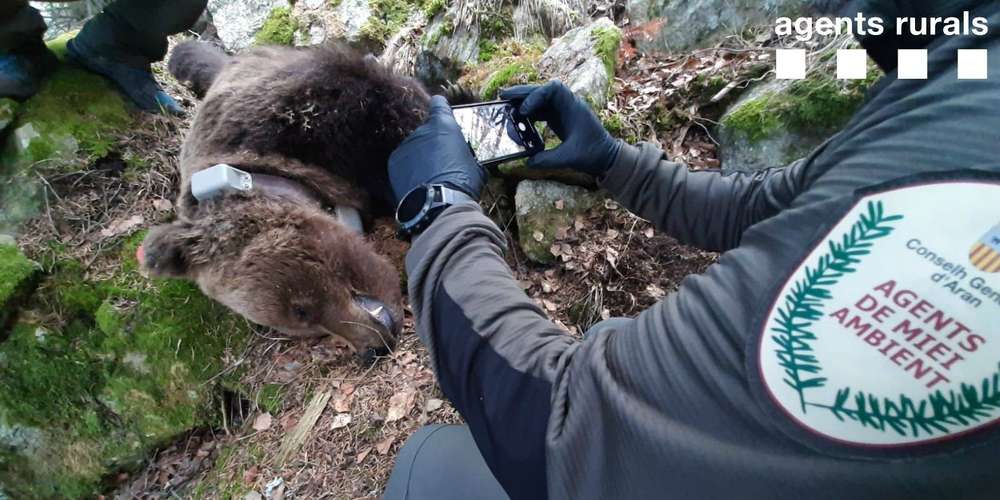 Affaire de l’ours Cachou : un nouveau rebondissement qui pourrait tout changer