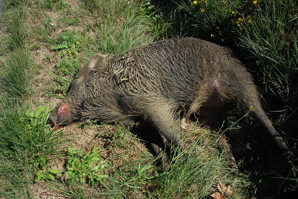 Loire : la guerre est déclarée entre les chasseurs et les louvetiers