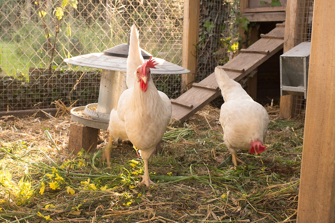 Dordogne : un sanglier croqueur de poules abattu