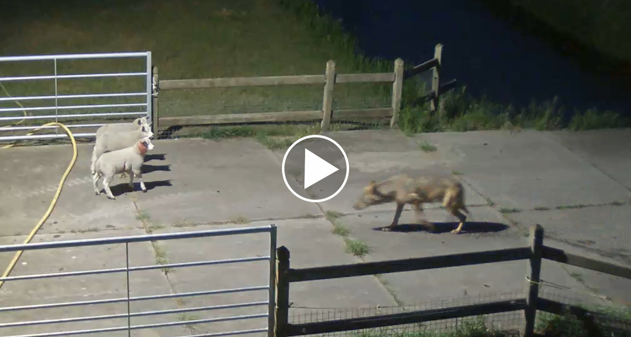 Une attaque de loup filmée aux Pays-Bas