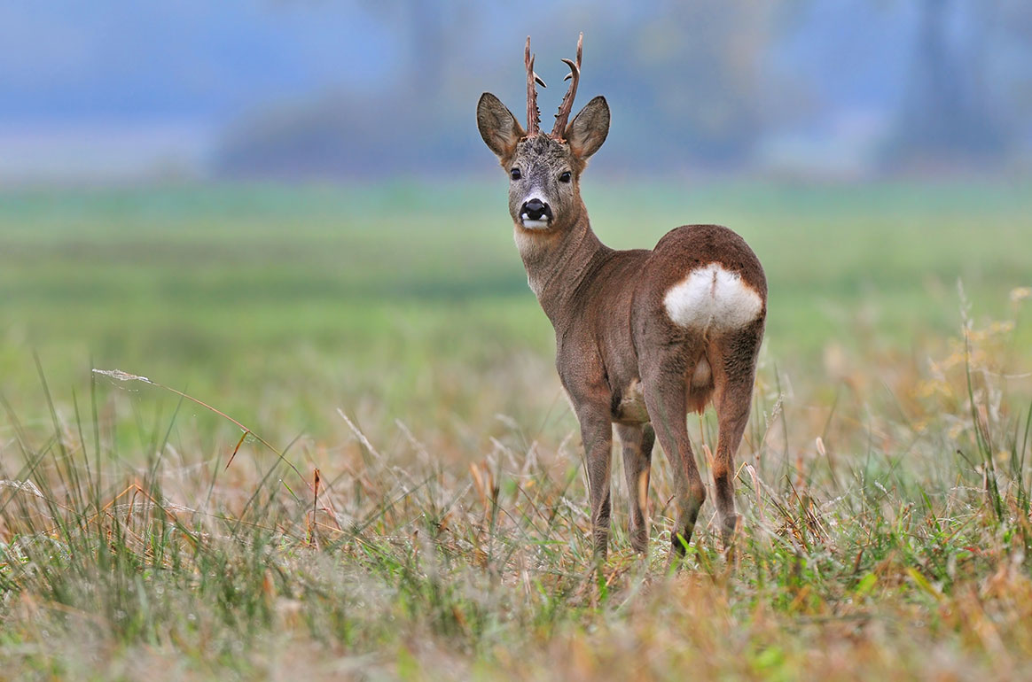 Chasse au 1er juin  qu’en est-il vraiment ?