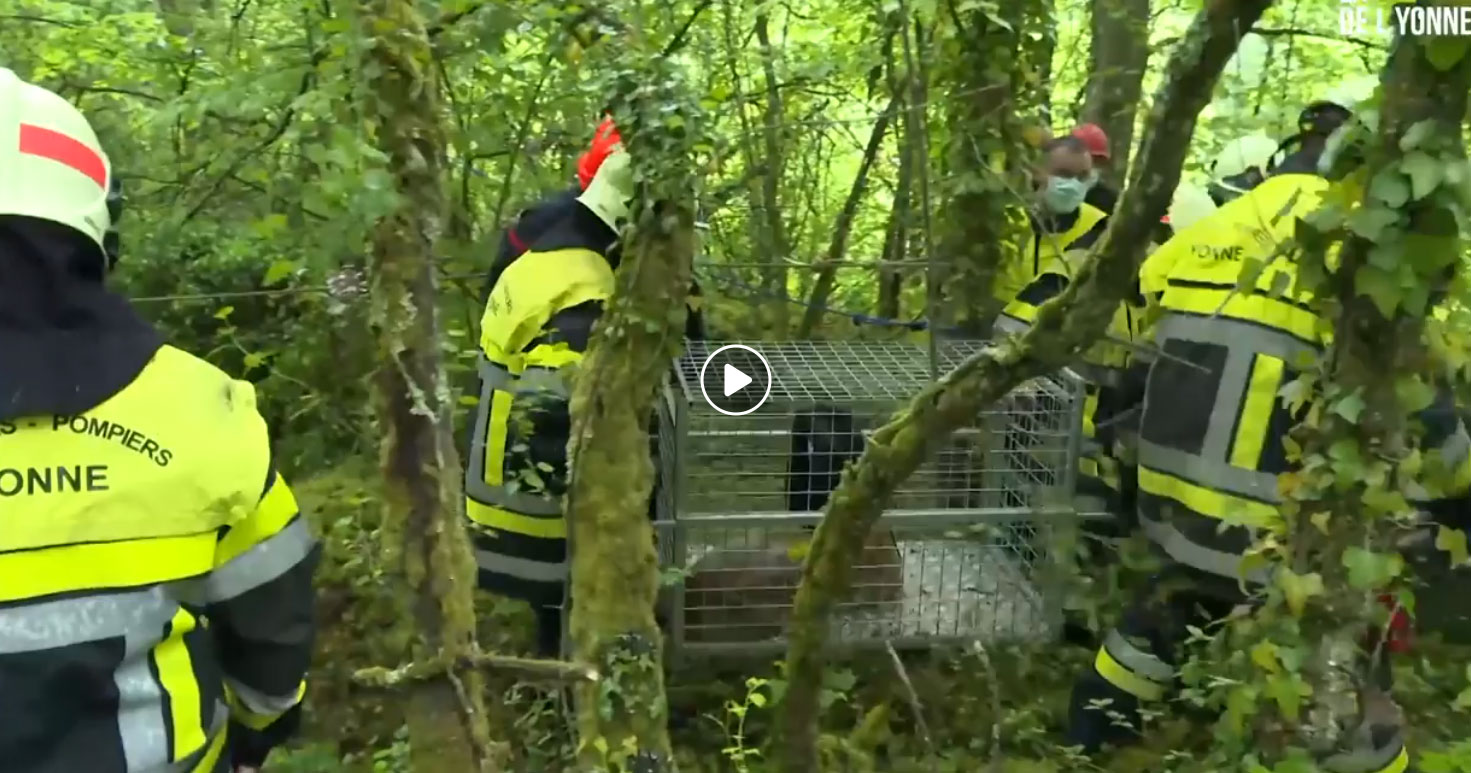 3 chevreuils sauvés dans un réservoir d’eau (vidéo)