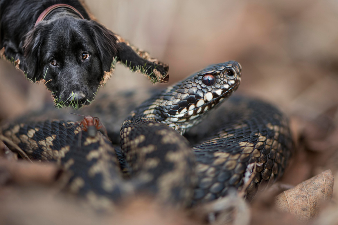 Que faire si votre chien est mordu par une vipère ?