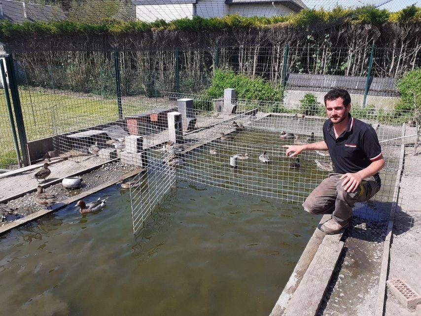 Un sauvaginier devant le tribunal pour « tapage nocturne » de ses canards