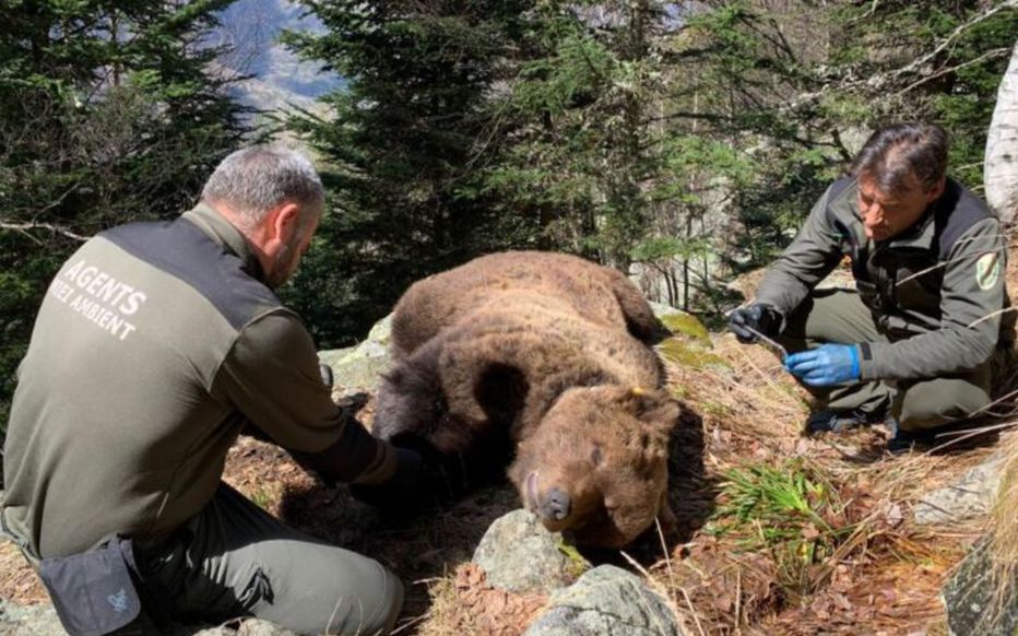 Mort de l’ours Cachou : l’enquête est close et les auteurs connus