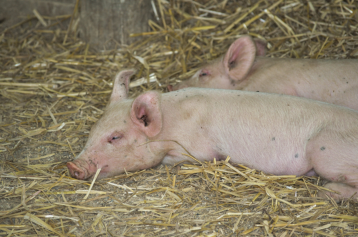 Suisse : des antispécistes volent et importent des cochons malades