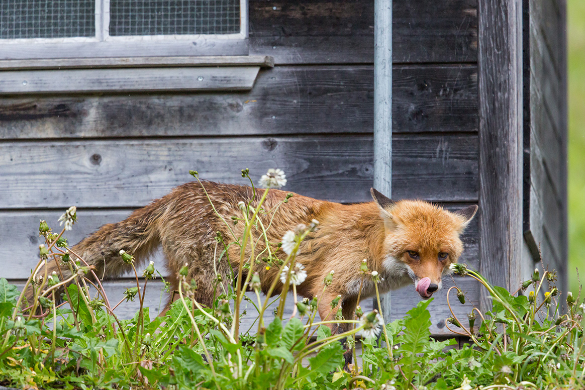 Nord : la mairie de Lille remet en cause la liste des animaux classés ESOD