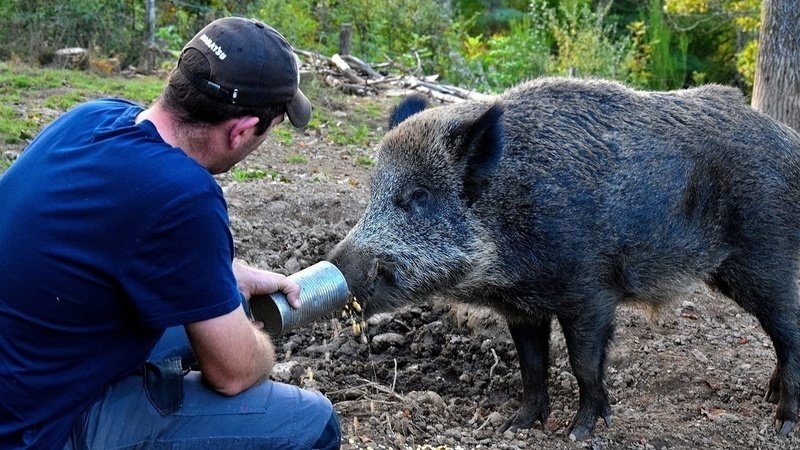 Après Maurice le coq, il faut sauver Maurice le sanglier !