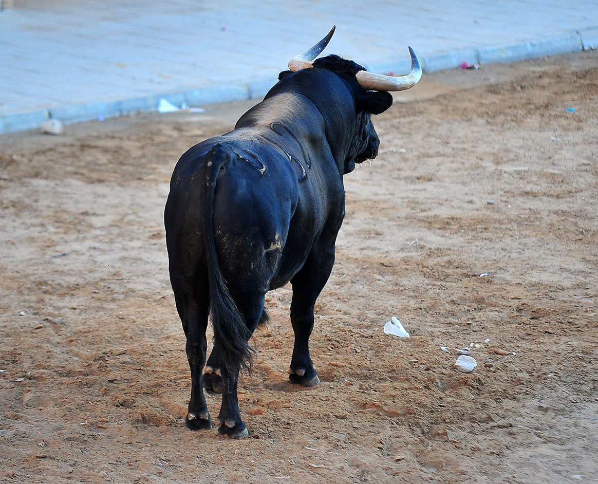 Un taureau abattu en pleine ville par la gendarmerie