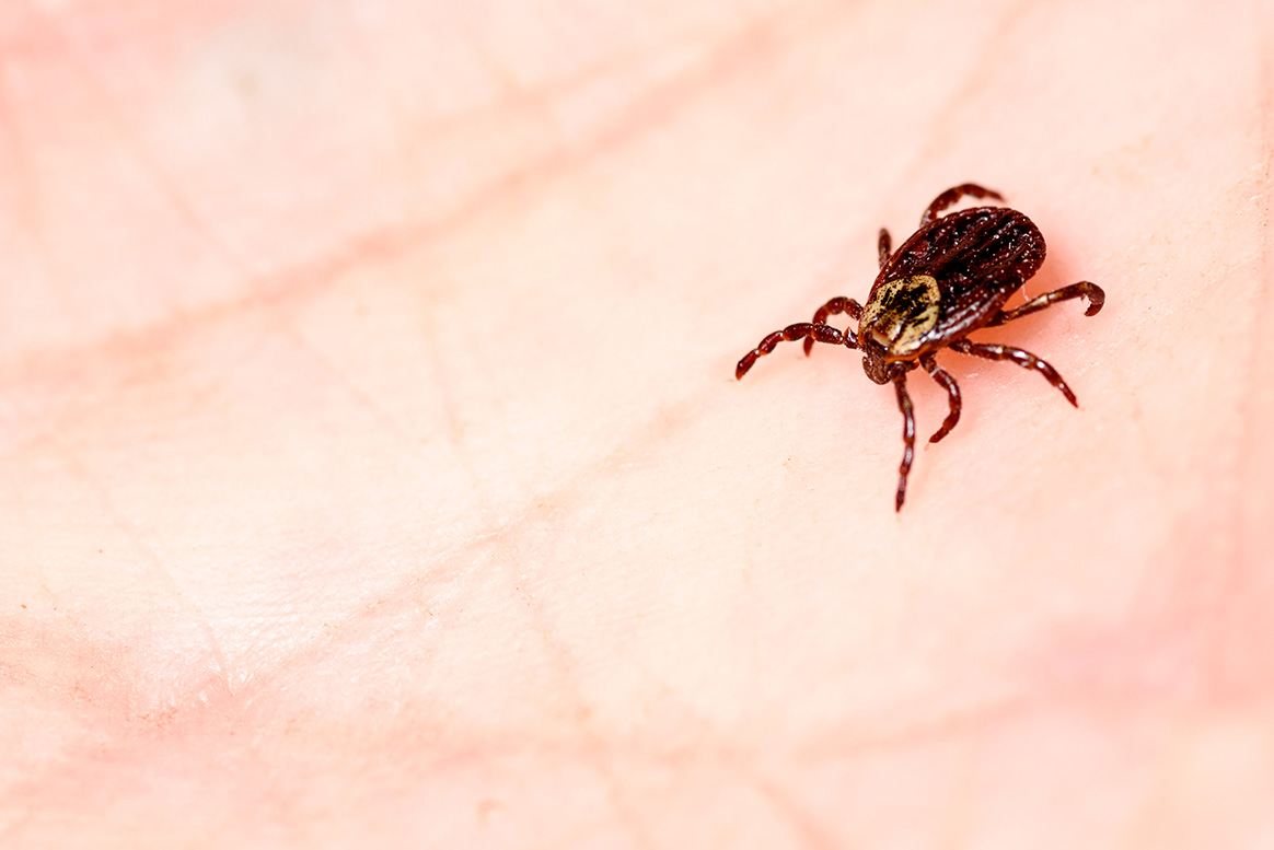 De nouvelles espèces de tiques trouvées en France