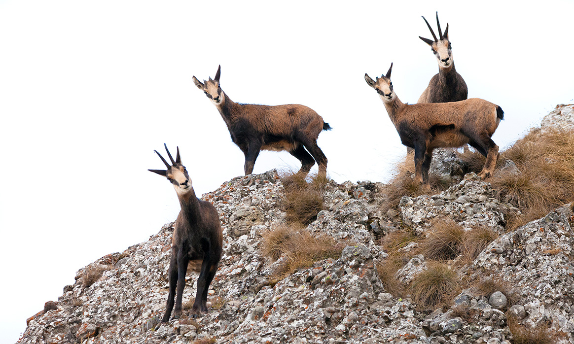 135€ d’amende pour avoir effrayé des chamois