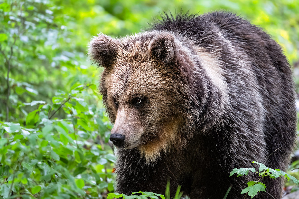 La Slovénie va abattre 115 ours d’ici Septembre
