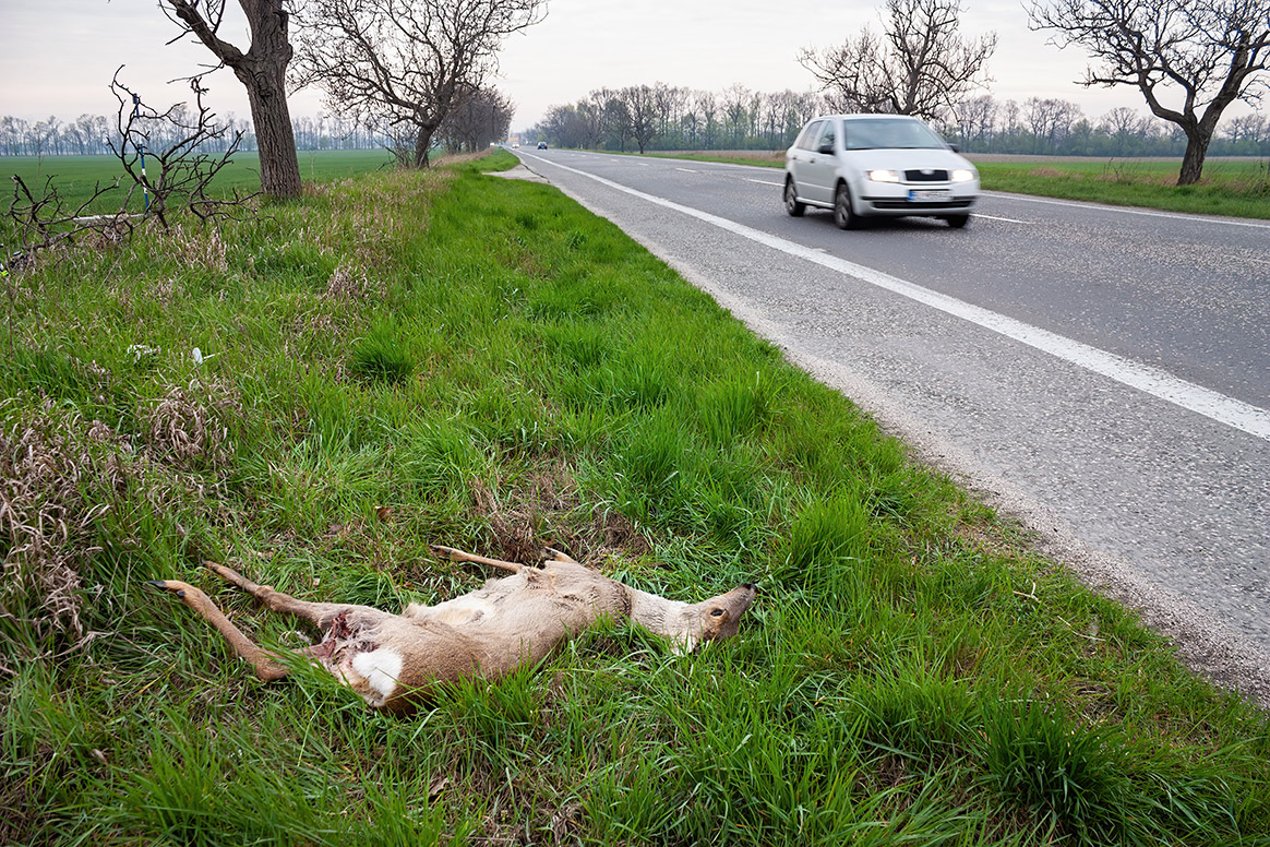 Les routes tuent plus de 200 millions d’animaux en Europe tous les ans