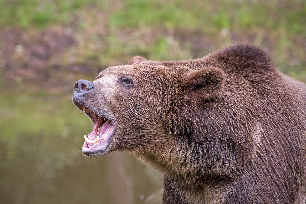 Italie : 2 promeneurs blessés par un ours