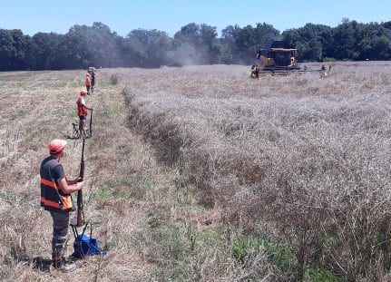 Polémique autour d’une battue aux sangliers pendant la moisson dans les Landes