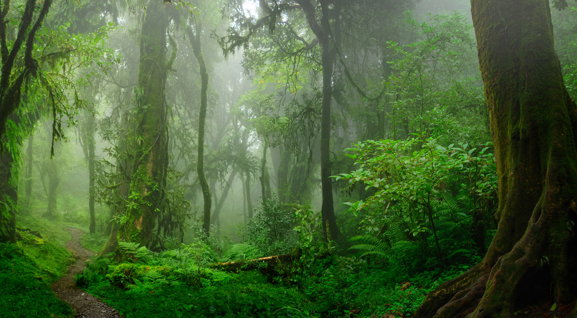 Le projet de forêt primaire sans homme, sans chasse de Francis Hallé