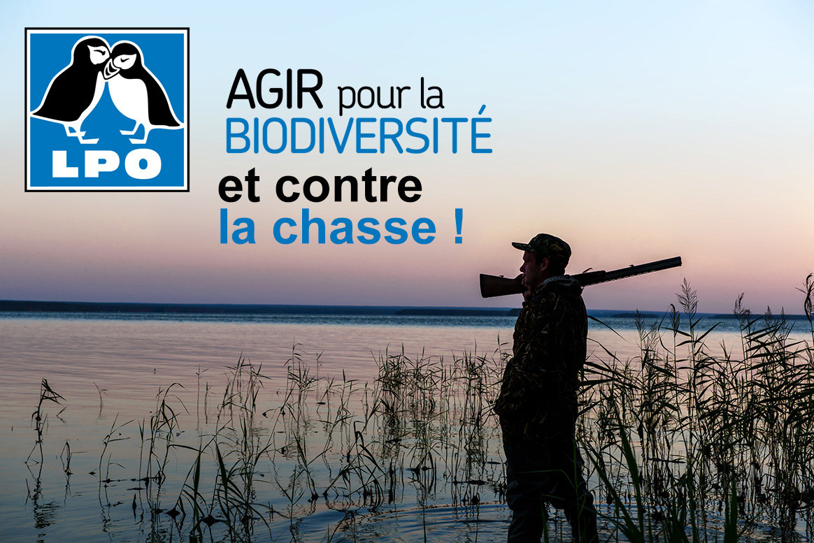 Chasse à la hutte, battue, ESOD, la LPO profite du Coronavrirus pour demander l’arrêt de la chasse