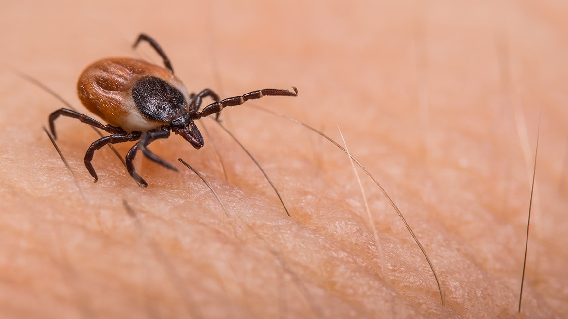 Un vaccin contre la maladie de Lyme peut être disponible d’ici 2023