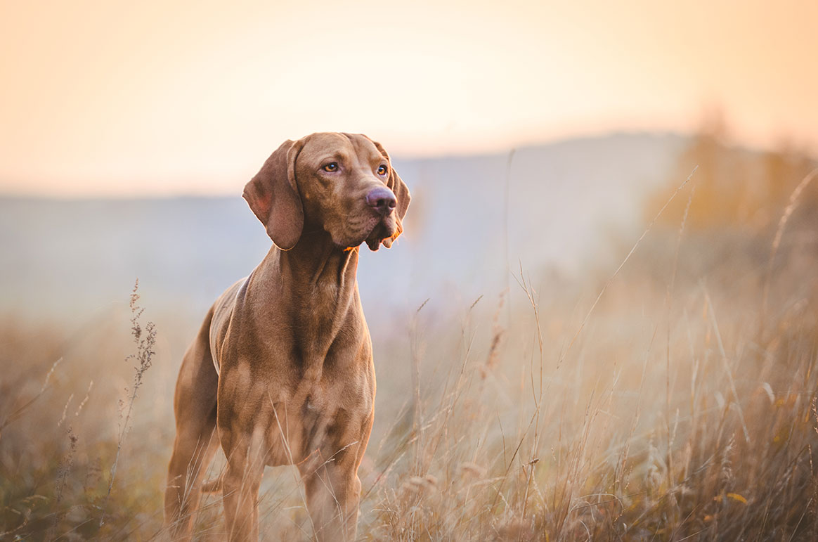 Bientôt un permis pour avoir un chien ?