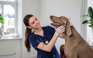 Assurance pour chien de chasse