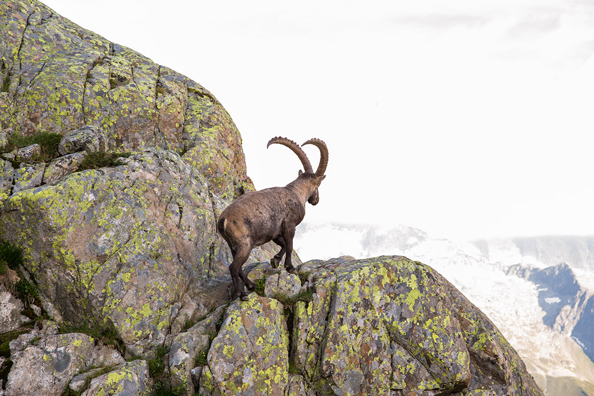 Un bouquetin porteur de la Brucellose découvert dans le massif des Aravis