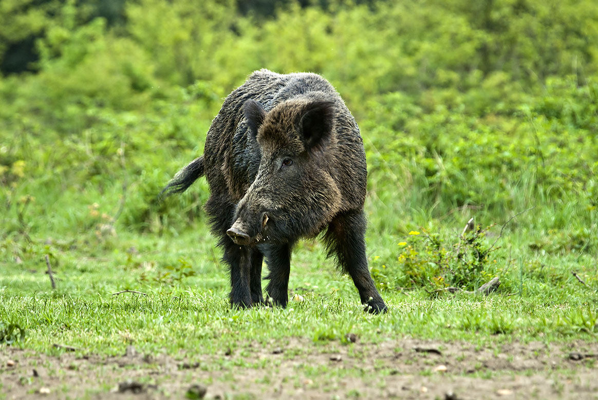 Puy-de-Dôme : un chasseur chargé et mordu par un sanglier