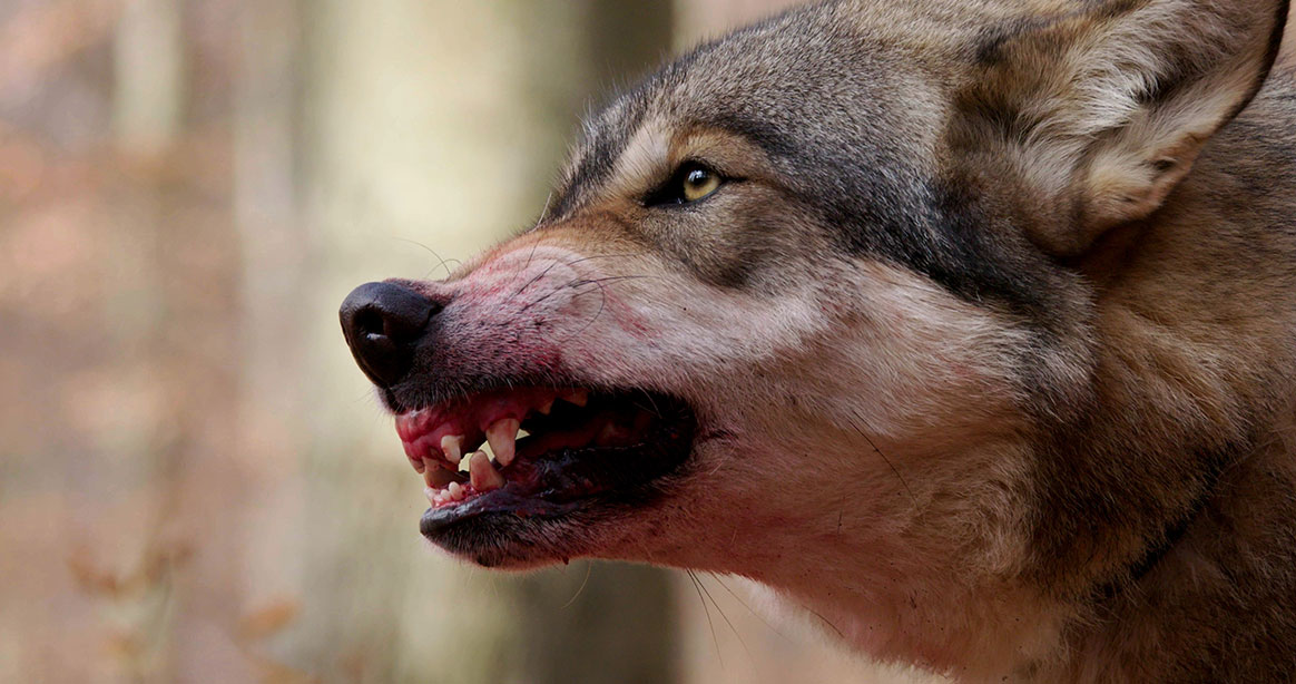 Pour les associations écologistes le loup vaut mieux que les chasseurs