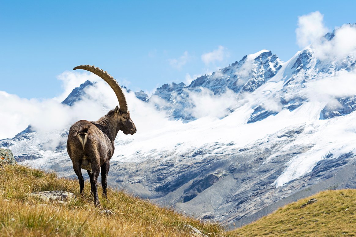 En Suisse, 583 bouquetins devront être régulés bien que l’espèce soit protégée
