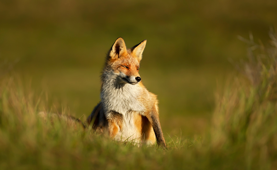 Seine-Maritime : l’arrêté sur les renards est annulé et les associations animalistes seront indemnisées