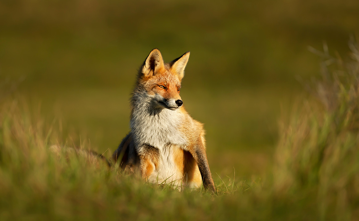 Renards de l’Oise : bis repetita !