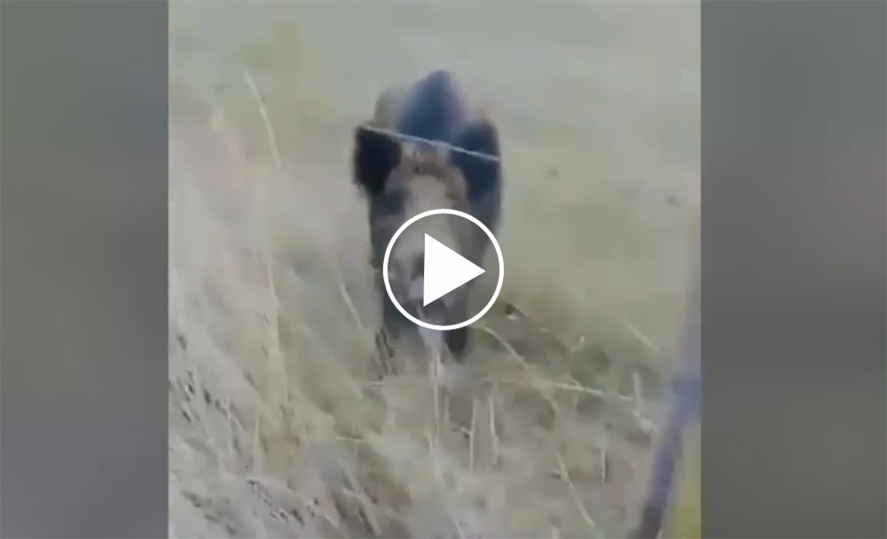 Video Un Sanglier Qui Claque Mechamment Des Dents Chasse Passion