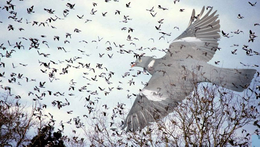 Record : 1 484 460 palombes ont franchi les Pyrénées sur la seule journée d’hier