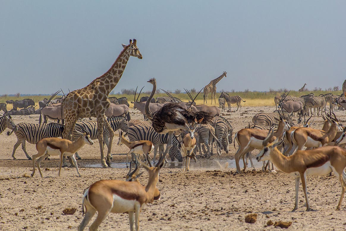 Pourquoi la grande chasse est-elle indispensable à la conservation de la biodiversité en Afrique ?