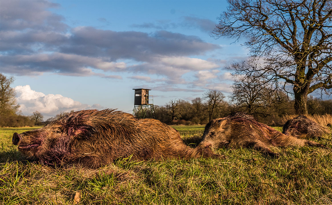 Meurthe-et-Moselle : réouverture de la chasse en battue et à l’affût