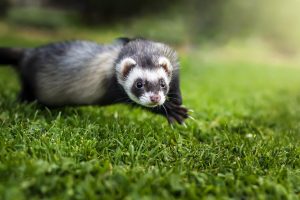 Furet